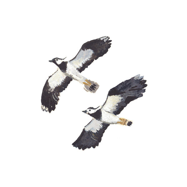 painting of 2 birds in flight, white background