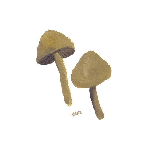 painting of two brown mushroom, white background